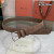 Loro Piana Alsavel Belt Split Calf Suede Leather Strap 35mm with Silver Buckle in Brown